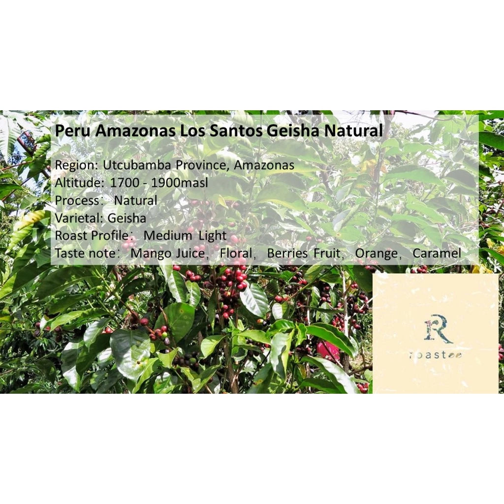 Peru Amazonas Los Santos Geisha Natural 🥭 (Mango Juice) 150g